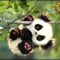 CutestPandaever