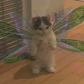 kittyredson