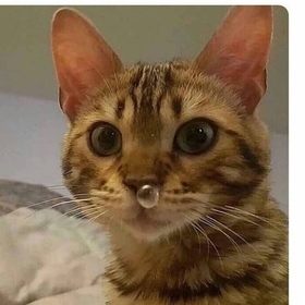 Bermeti