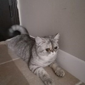 Aishasacc