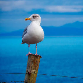 stevenseagul