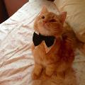 Pinapple