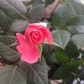 Kalpana03