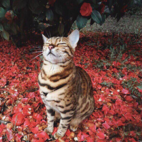 gizcett