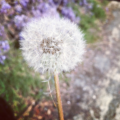 euphoria_
