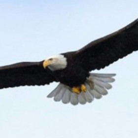 Amerikana74