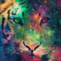 Dreamer15