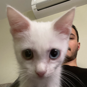 reelyigit