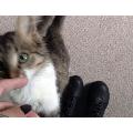 _straycat_