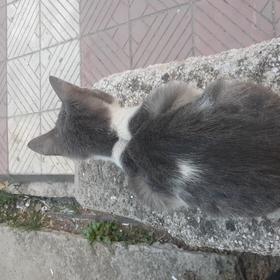 kkarinpa