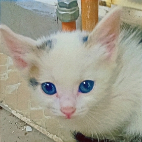 Adenegiden
