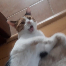 harumscarumwobb
