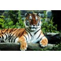 tiger_7