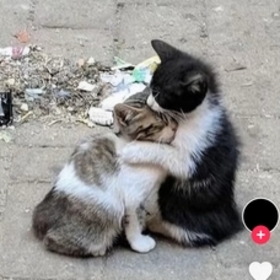 Ardaileyolaçık