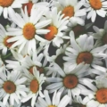 Esraakyiildiz