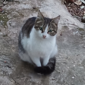 ceylinuysl