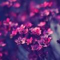 AySee_1234