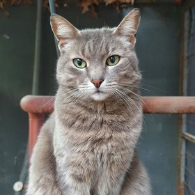 LeylaBoz