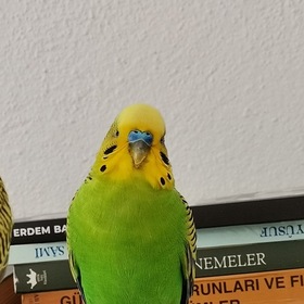 Girişimcibeyzade