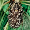 hortumcu
