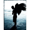 Bay_Bird
