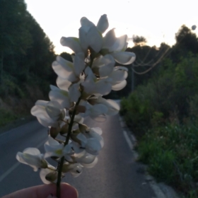 aslıaslı25