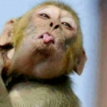 sırrınne