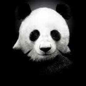 _HissizPanda_