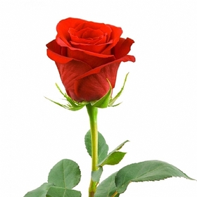 Yabanmevsimi