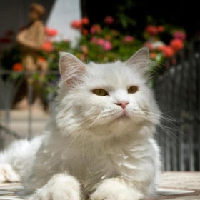 Gatto07