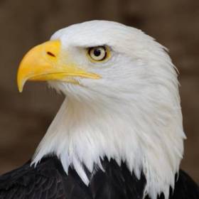 eagle0684