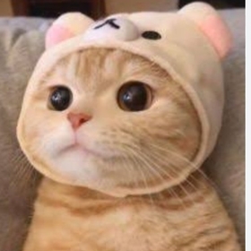 catmiyavpisii