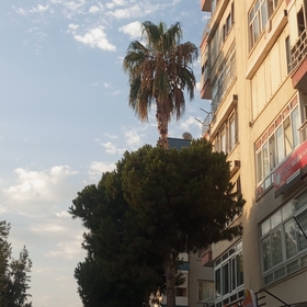 mervemsibiri