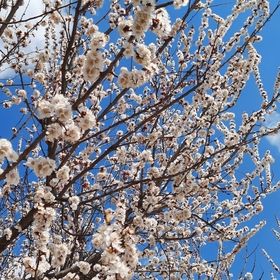 Flowers16