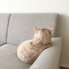 Cheveuxrogue