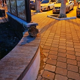 Kemal_48