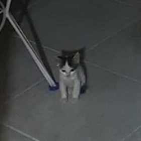 cixpıtık26