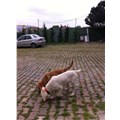 Mehmet_basak_