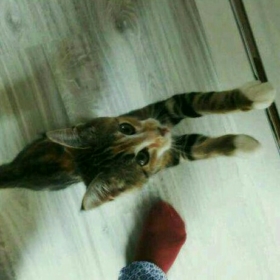 gül2828