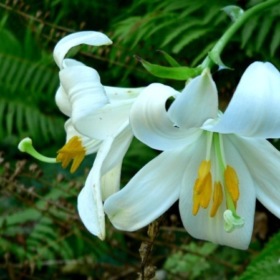 burcusaral