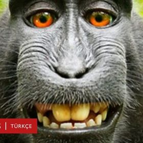 OrangutAn_BAbuBAS