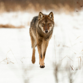 thewanderingwolf