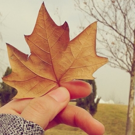 Gül_06