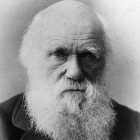 DarwininBeyazSakalı