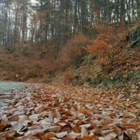 canisi_007