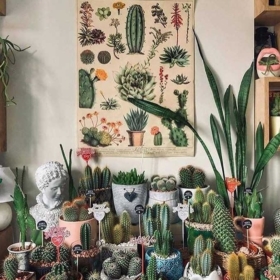 cactuswoman