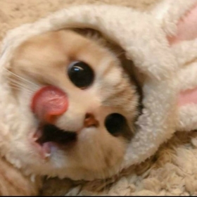 yarenxcyu