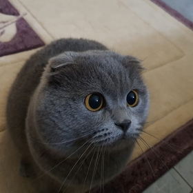 tarihlordu