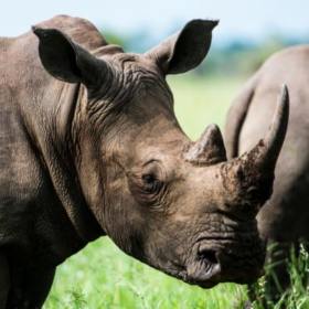 rhinoblack3