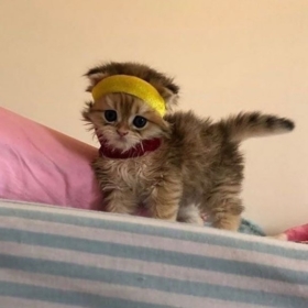 Gizliddktf